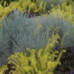 'Boulder Blue' Blue Fescue -Perennials Store festuca boulder blue fescue 2 sw