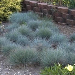 'Boulder Blue' Blue Fescue -Perennials Store festuca boulder blue fescue 5 sw