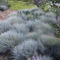 'Boulder Blue' Blue Fescue -Perennials Store festuca boulder blue fescue 6 sw
