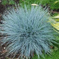 'Boulder Blue' Blue Fescue -Perennials Store festuca boulder blue fescue 8 sw