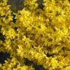 Flying Machine® Forsythia 2 Flying Machine® Forsythia -Perennials Store forsythia flying machine 7 P sw