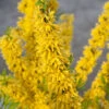 Show Off® Forsythia 2 Show Off® Forsythia -Perennials Store forsythia show off 1 P