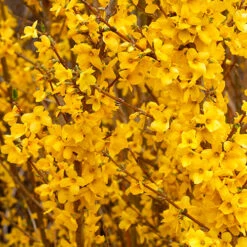 Show Off® Forsythia -Perennials Store forsythia show off 3 P