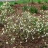 Legend Of The Small™ Bottlebrush -Perennials Store fothergilla legend of the small 1
