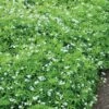 Sweet Woodruff 2 Sweet Woodruff -Perennials Store galium odoratum sweet woodruff 1