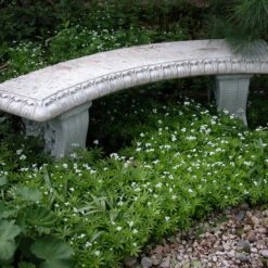 Sweet Woodruff -Perennials Store galium odoratum sweet woodruff 2