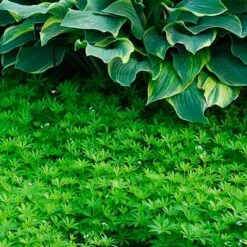 Sweet Woodruff -Perennials Store galium odoratum sweet woodruff 3