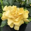 'Golden Magic' Gardenia -Perennials Store gardenia golden magic 1 P sw