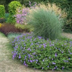 Rozanne® Cranesbill -Perennials Store geranium rozanne cranesbill 3