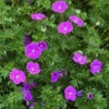 'Vision Violet' Cranesbill -Perennials Store geranium vision violet 1 P