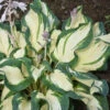 'Hans' Hosta -Perennials Store hans hosta 1