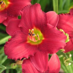 'Pardon Me' Daylily 9 'Pardon Me' Daylily -Perennials Store hemerocallis pardon me daylily 1