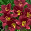 'Ruby Stella' Daylily -Perennials Store hemerocallis ruby stella 1