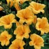 'Stella D'Oro' Daylily -Perennials Store hemerocallis stella doro daylily 1