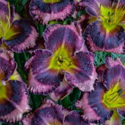 Rainbow Rhythm® 'Storm Shelter' Daylily -Perennials Store hemerocallis storm shelter 2
