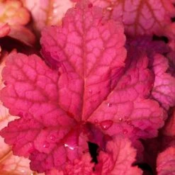 'Berry Smoothie' Coral Bells -Perennials Store heuchera berry smoothie coral bells 3 786b0487 b5ec 4562 8813 9d5b97ed6c12 sw