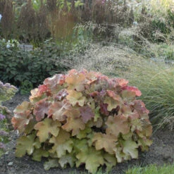 'Caramel' Coral Bells -Perennials Store heuchera coralbells caramel 2