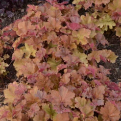 'Caramel' Coral Bells -Perennials Store heuchera coralbells caramel