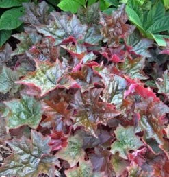 Perennials Store 6 'Palace Purple' Coral Bells