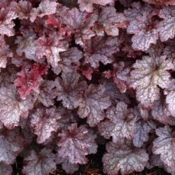 Perennials Store -Perennials Store heuchera palace purple 2 sw