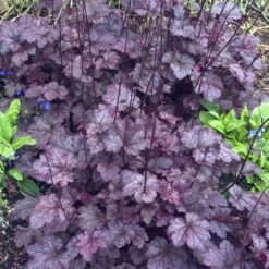 'Palace Purple' Coral Bells 11 'Palace Purple' Coral Bells -Perennials Store heuchera palace purple 4 sw