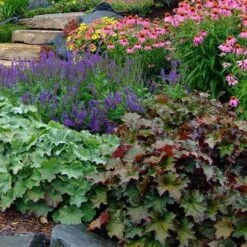 'Palace Purple' Coral Bells 13 'Palace Purple' Coral Bells -Perennials Store heuchera palace purple 6 sw