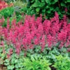 'Paris' Coral Bells -Perennials Store heuchera paris coral bells 1