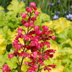 'Paris' Coral Bells 9 'Paris' Coral Bells -Perennials Store heuchera paris coral bells 2