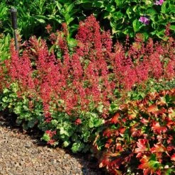 'Paris' Coral Bells 10 'Paris' Coral Bells -Perennials Store heuchera paris coral bells 3