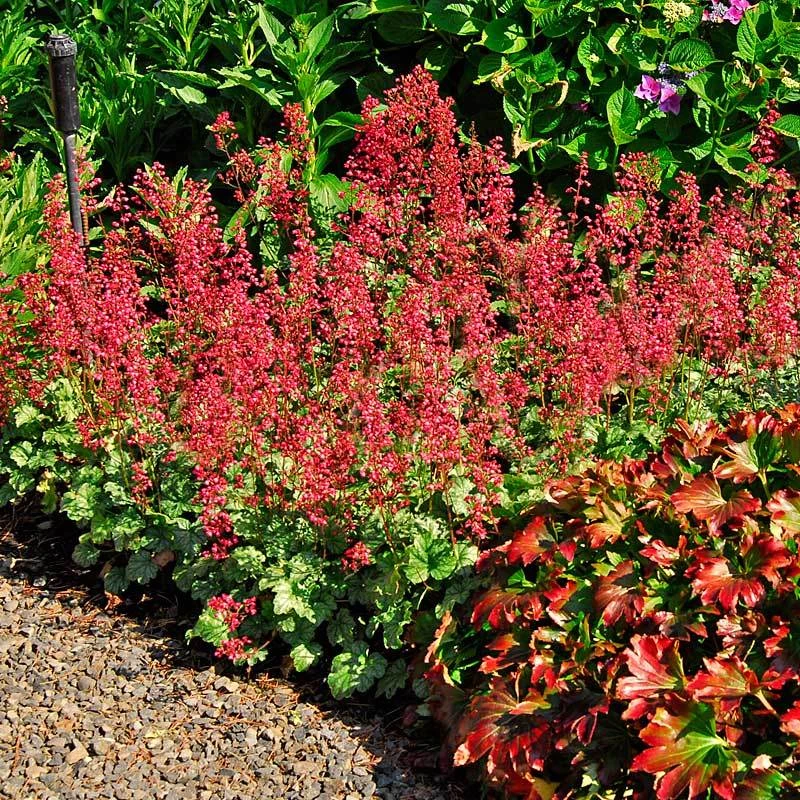 'Paris' Coral Bells 5 'Paris' Coral Bells - Image 3