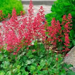 'Paris' Coral Bells 11 'Paris' Coral Bells -Perennials Store heuchera paris coral bells 4