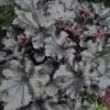 Primo® 'Black Pearl' Coral Bells 2 Primo® 'Black Pearl' Coral Bells -Perennials Store heuchera primo black pearl coral bells 1