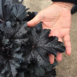 Primo® 'Black Pearl' Coral Bells -Perennials Store heuchera primo black pearl coral bells 3