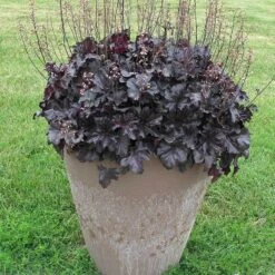Primo® 'Black Pearl' Coral Bells -Perennials Store heuchera primo black pearl coral bells 4