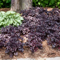 Primo® 'Black Pearl' Coral Bells -Perennials Store heuchera primo black pearl coral bells 5