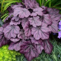 Primo® 'Wild Rose' Coral Bells -Perennials Store heuchera wild rose 5