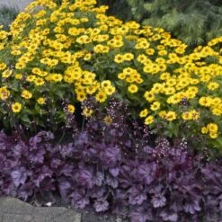 Primo® 'Wild Rose' Coral Bells -Perennials Store heuchera wild rose 6