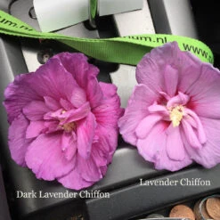 Dark Lavender Chiffon® Rose Of Sharon 8 Dark Lavender Chiffon® Rose Of Sharon -Perennials Store hibiscus dark lavender chiffon 1