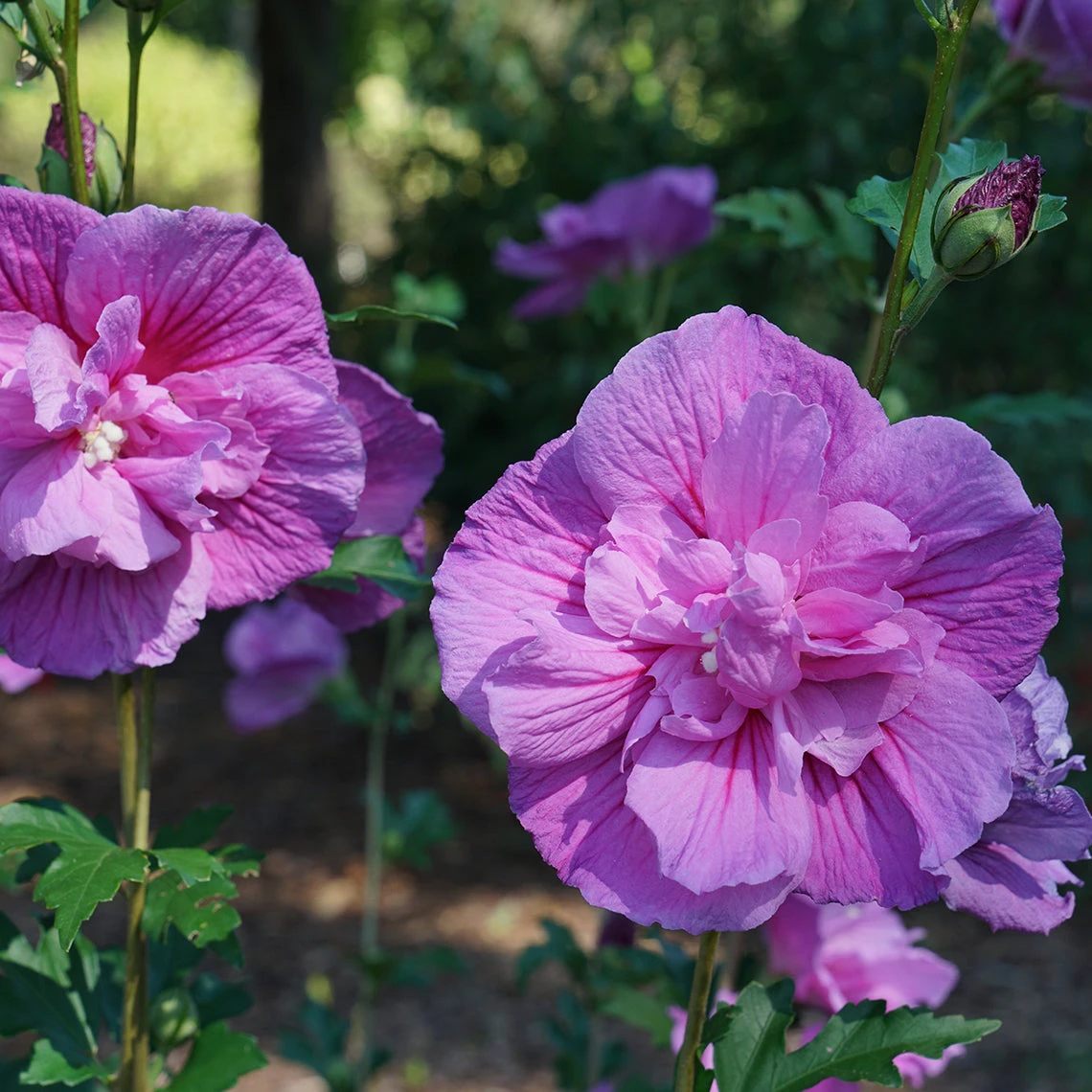 Dark Lavender Chiffon® Rose Of Sharon 3 Dark Lavender Chiffon® Rose Of Sharon