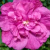Magenta Chiffon® Rose Of Sharon -Perennials Store hibiscus magenta chiffon 1