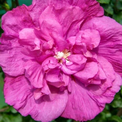 Magenta Chiffon® Rose Of Sharon