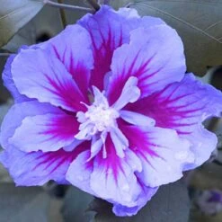 Purple Pillar® Rose Of Sharon 14 Purple Pillar® Rose Of Sharon -Perennials Store hibiscus purple pillar 4