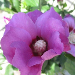 Purple Satin® Rose Of Sharon