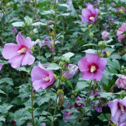 Purple Satin® Rose Of Sharon -Perennials Store hibiscus purple satin 3