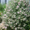 Sugar Tip® Rose Of Sharon -Perennials Store hibiscus sugar tip 1