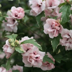 Sugar Tip® Rose Of Sharon -Perennials Store hibiscus sugar tip 3