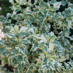 Sugar Tip® Rose Of Sharon -Perennials Store hibiscus sugar tip 4