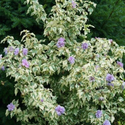 Sugar Tip® Gold Rose Of Sharon 8 Sugar Tip® Gold Rose Of Sharon -Perennials Store hibiscus sugar tip gold 3