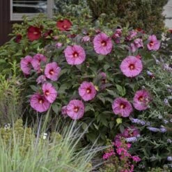 Summerific® 'Berry Awesome' Perennial Hibiscus -Perennials Store hibiscus summerific berry awesome 2 sw