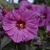 Summerific® 'Berry Awesome' Perennial Hibiscus -Perennials Store hibiscus summerific berry awesome 3 sw